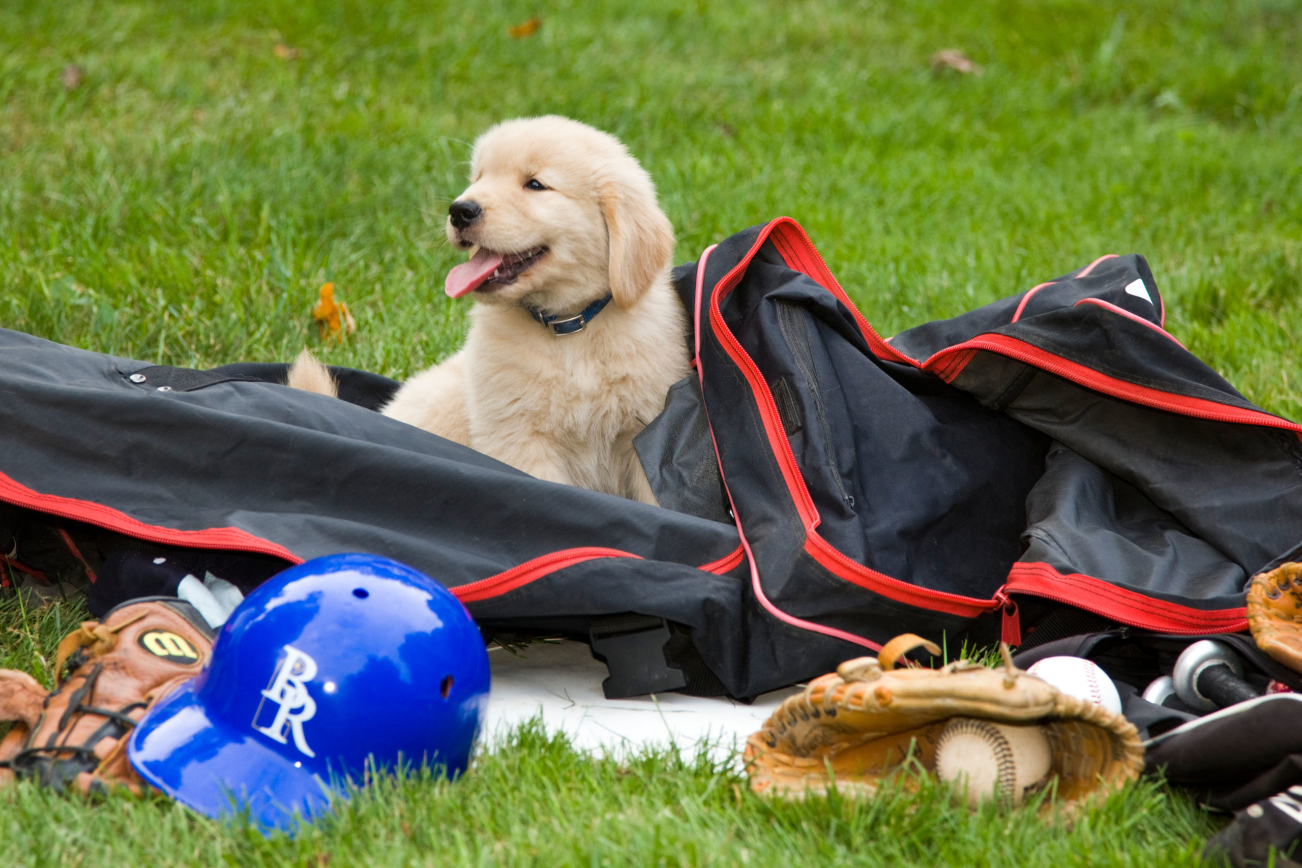 The Most Dog-Friendly Baseball Stadiums in America (2026)